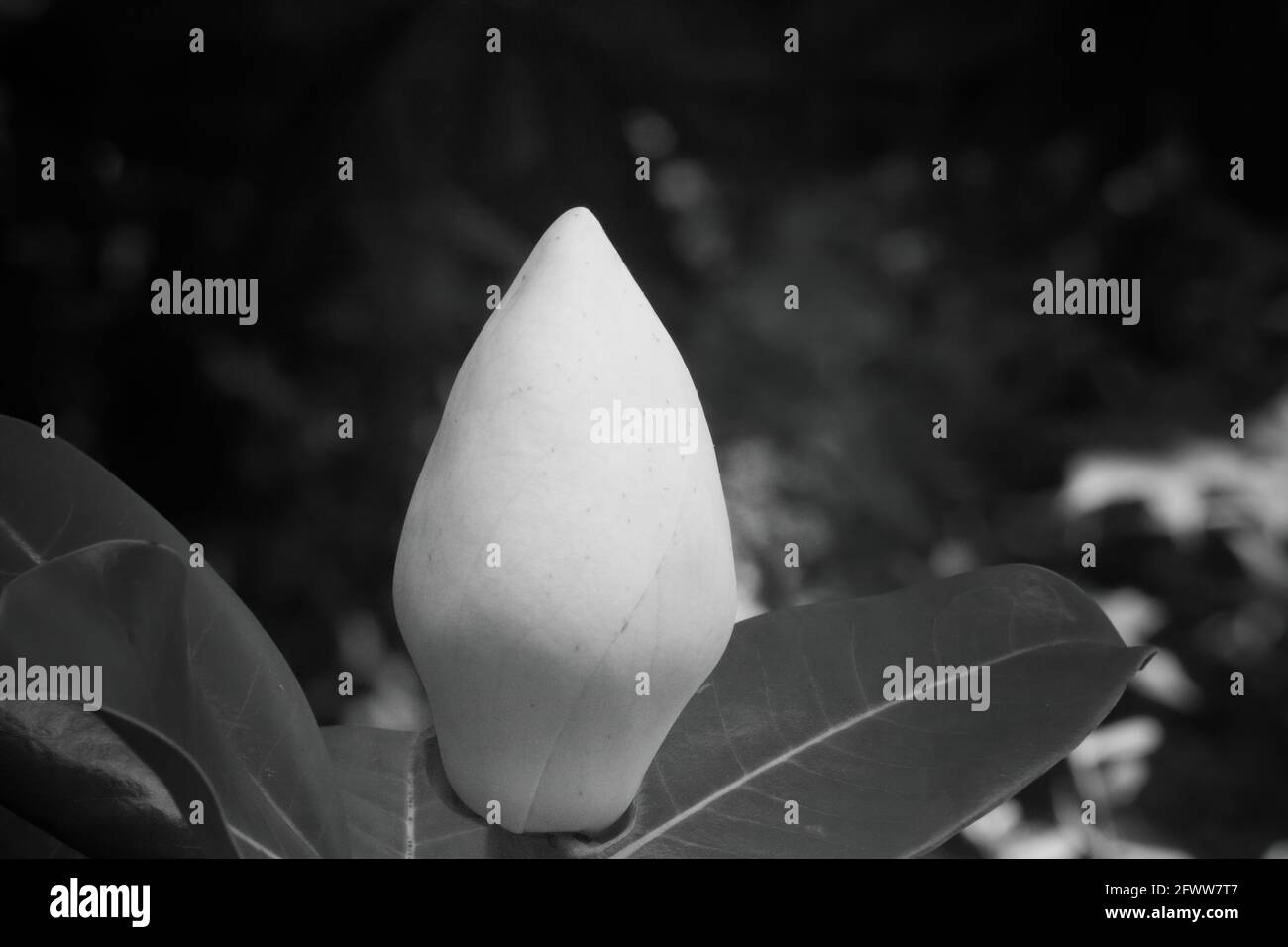 Magnolia bud in sunshine hi-res stock photography and images - Alamy