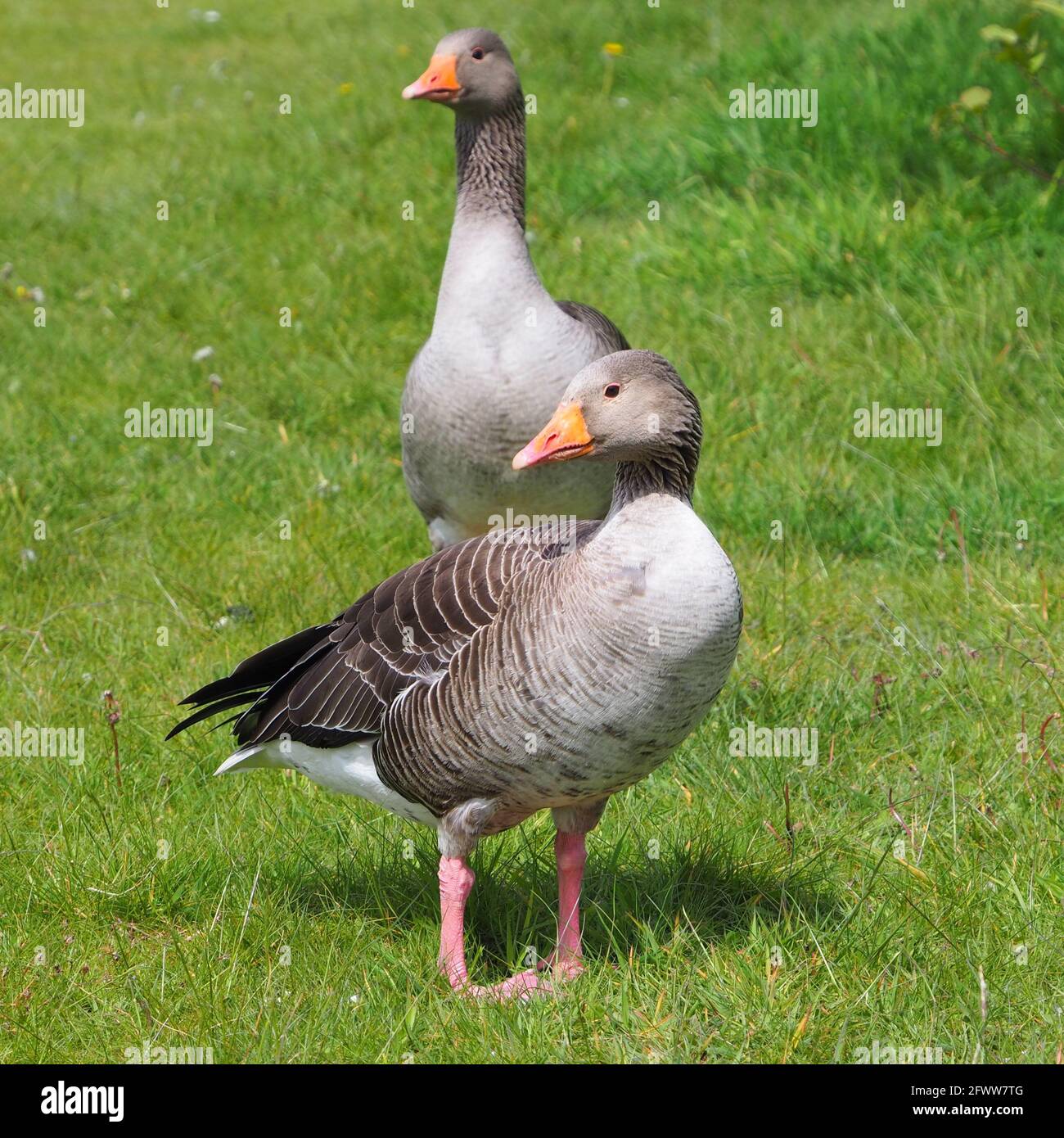 Greylag Geese On the side of the pond Stock Photo