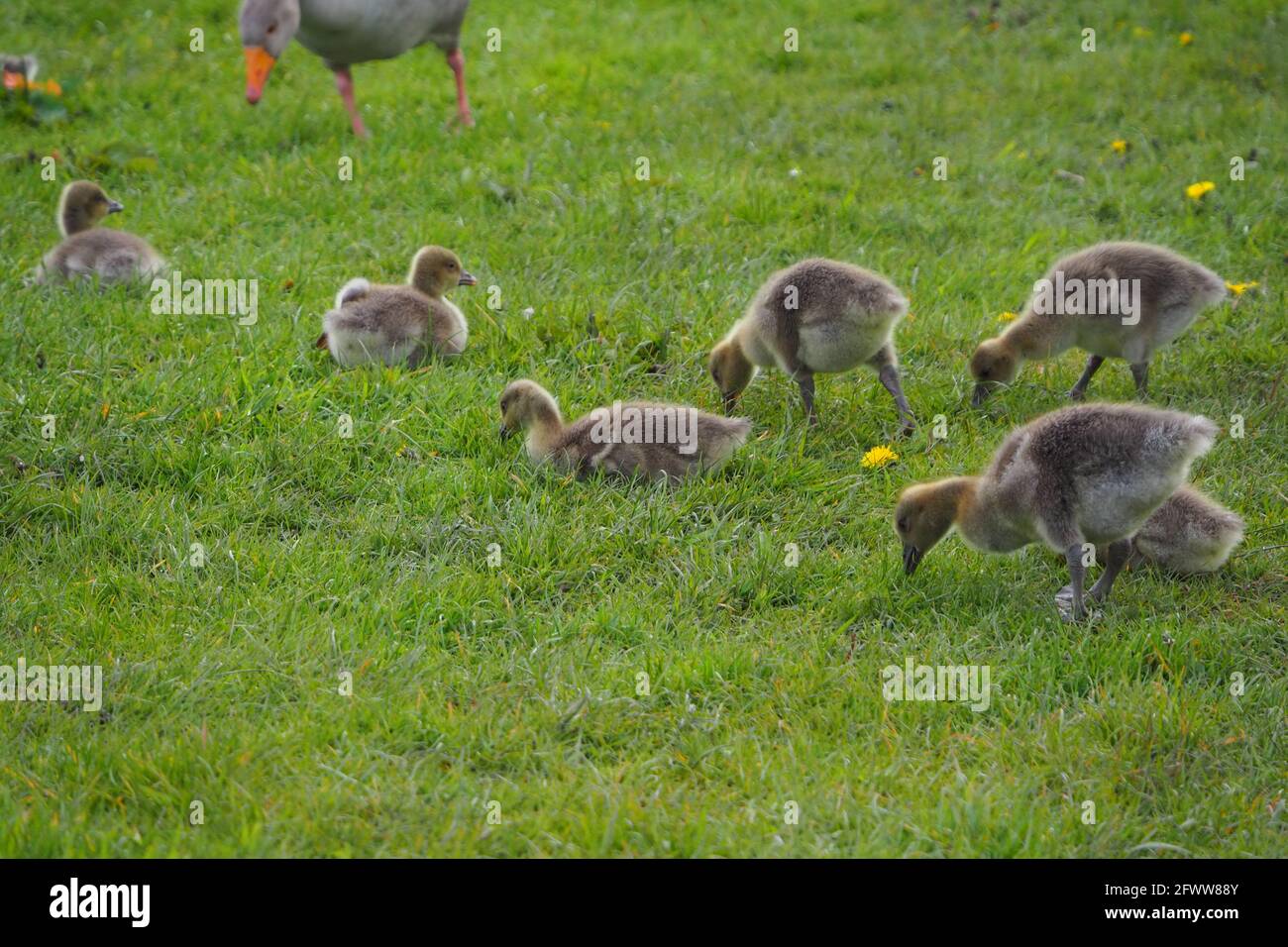 Greylag Geese chicks on the side of the pond Stock Photo