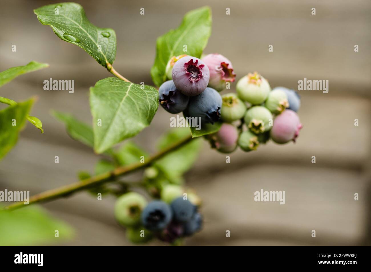 Blueberries Stock Photo