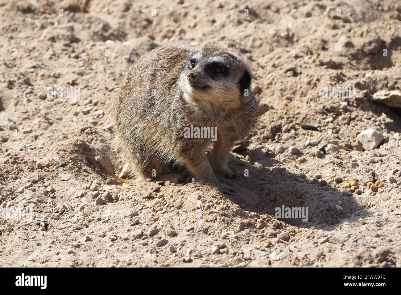 Meerkat 'Who are You?' Stock Photo