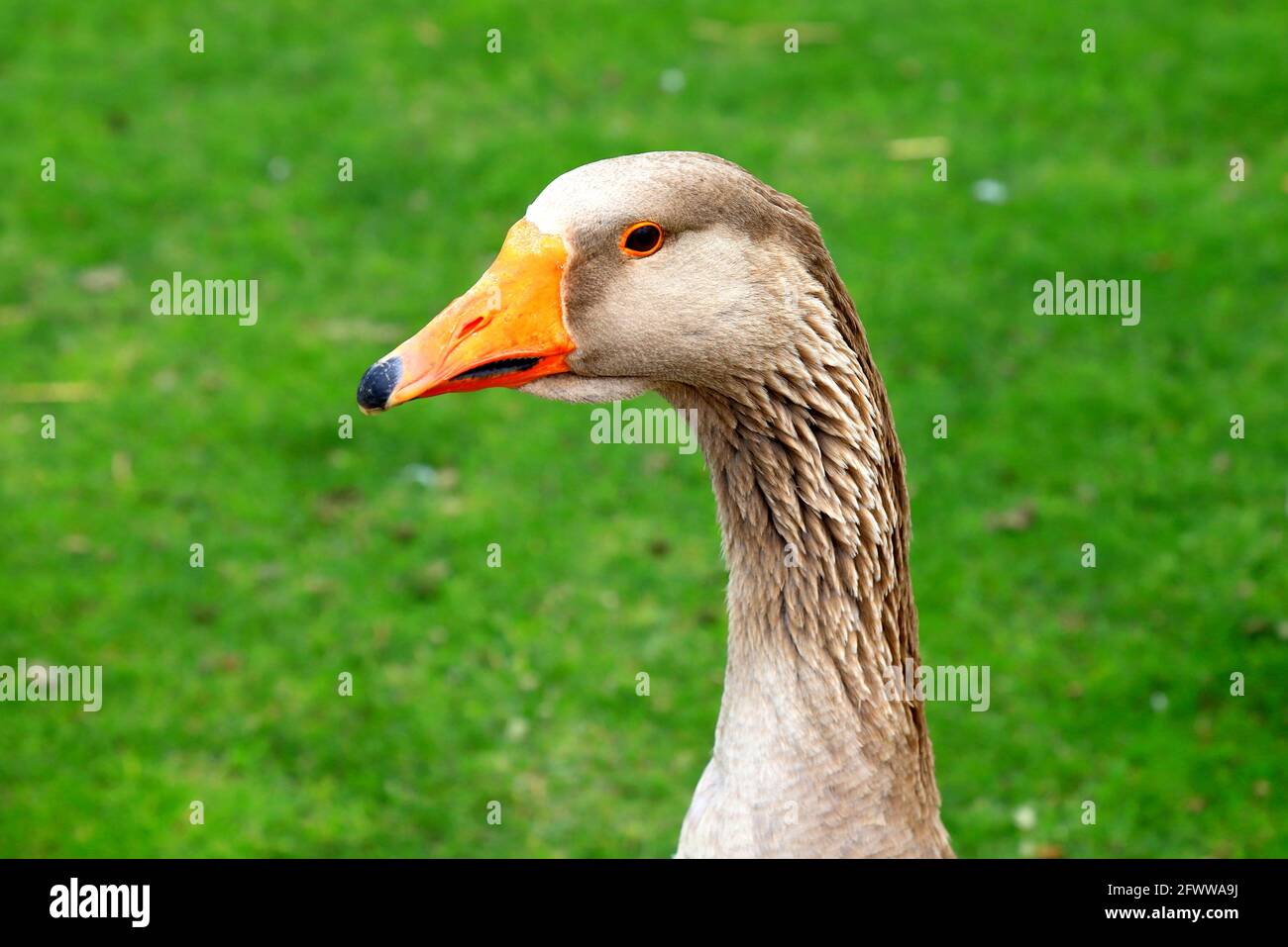 Beautiful Gray Geese Perigord Geese Walk On Green Lawn In Summer On