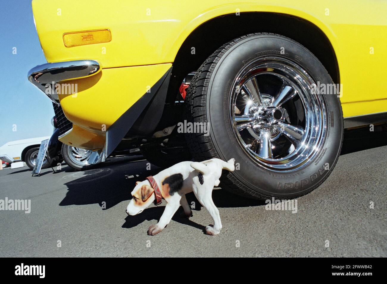 A sculpture of a dog lifting its leg by the tire of a 1970 Chevrolet Camaro Z28 at a car show. Stock Photo