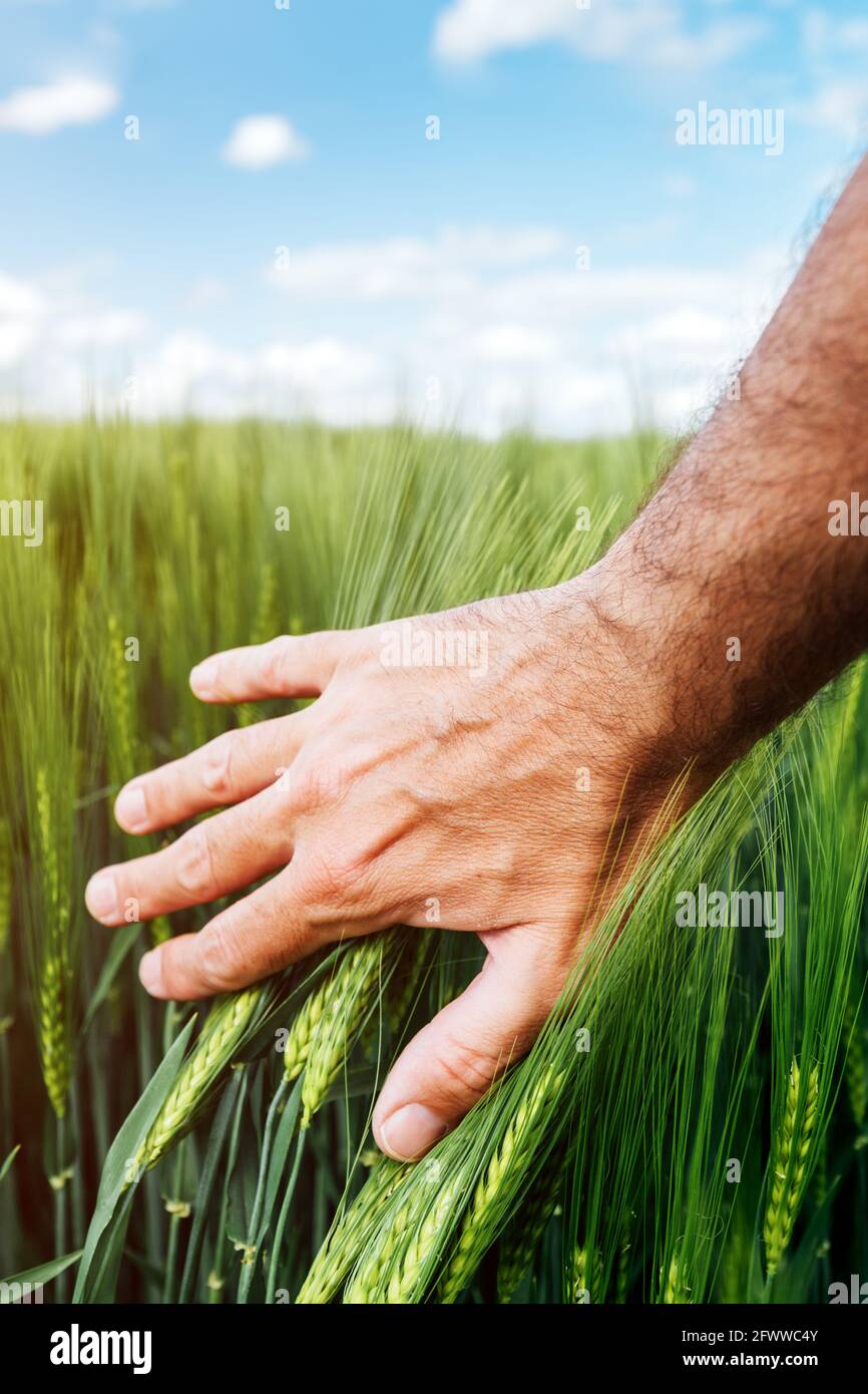 Wheat crop management, care and responsibility for cultivated crops, farmer touching green cereal plant ears, selective focus Stock Photo