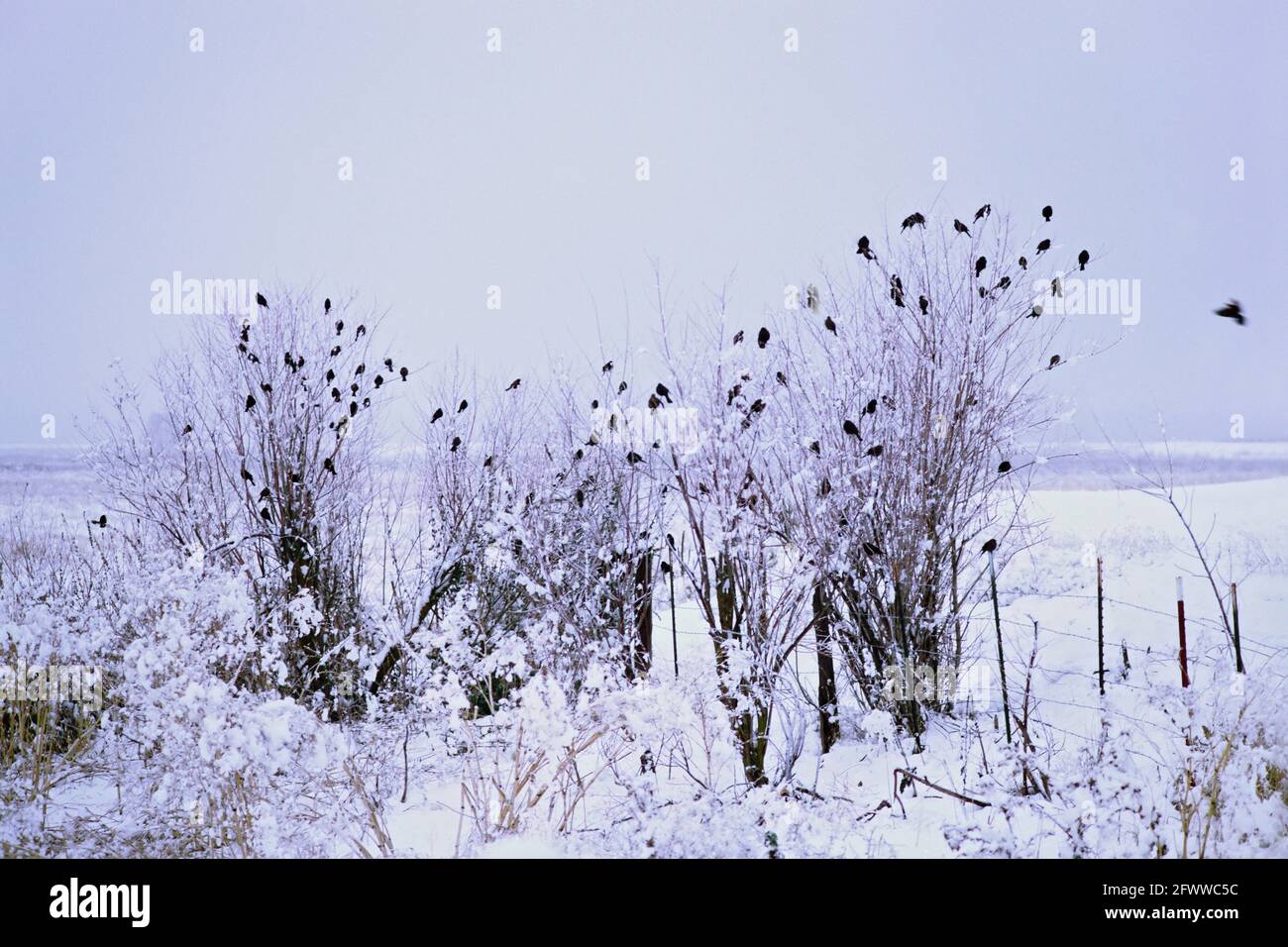 Blackbirds in the snow; in the Fall River Valley; California.?The red-winged blackbird (Agelaius phoeniceus) is a passerine bird of the family Icteridae found in most of North and much of Central America. Stock Photo