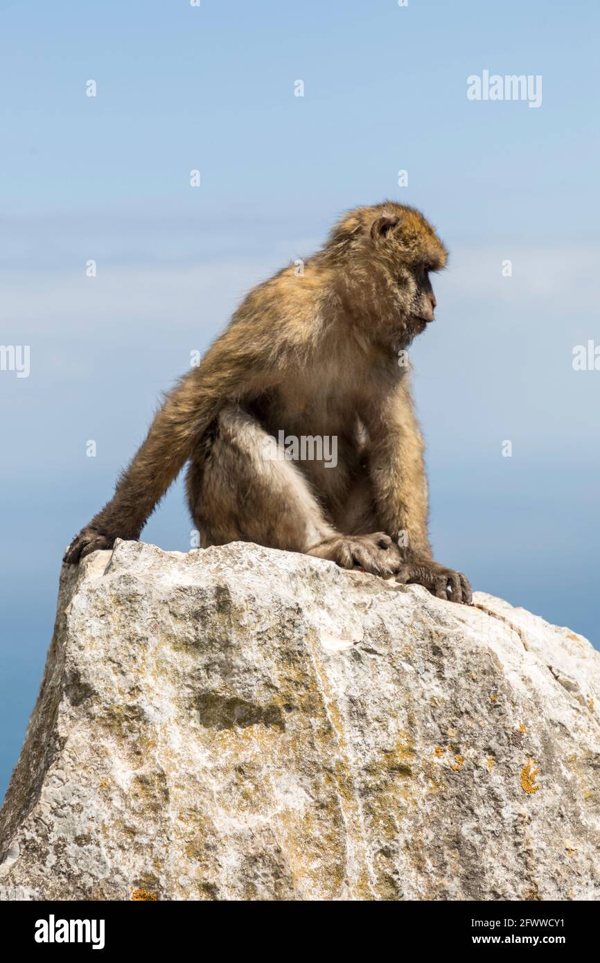 Barbary ape (monkey), Macaca sylvanus, Gibraltar Stock Photo