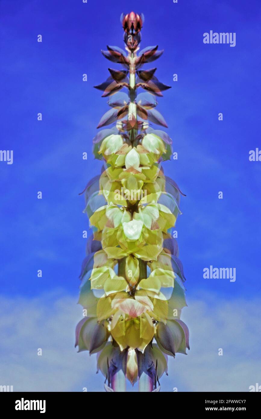 Datil Yucca Banana Yucca High Resolution Stock Photography and Images - Alamy