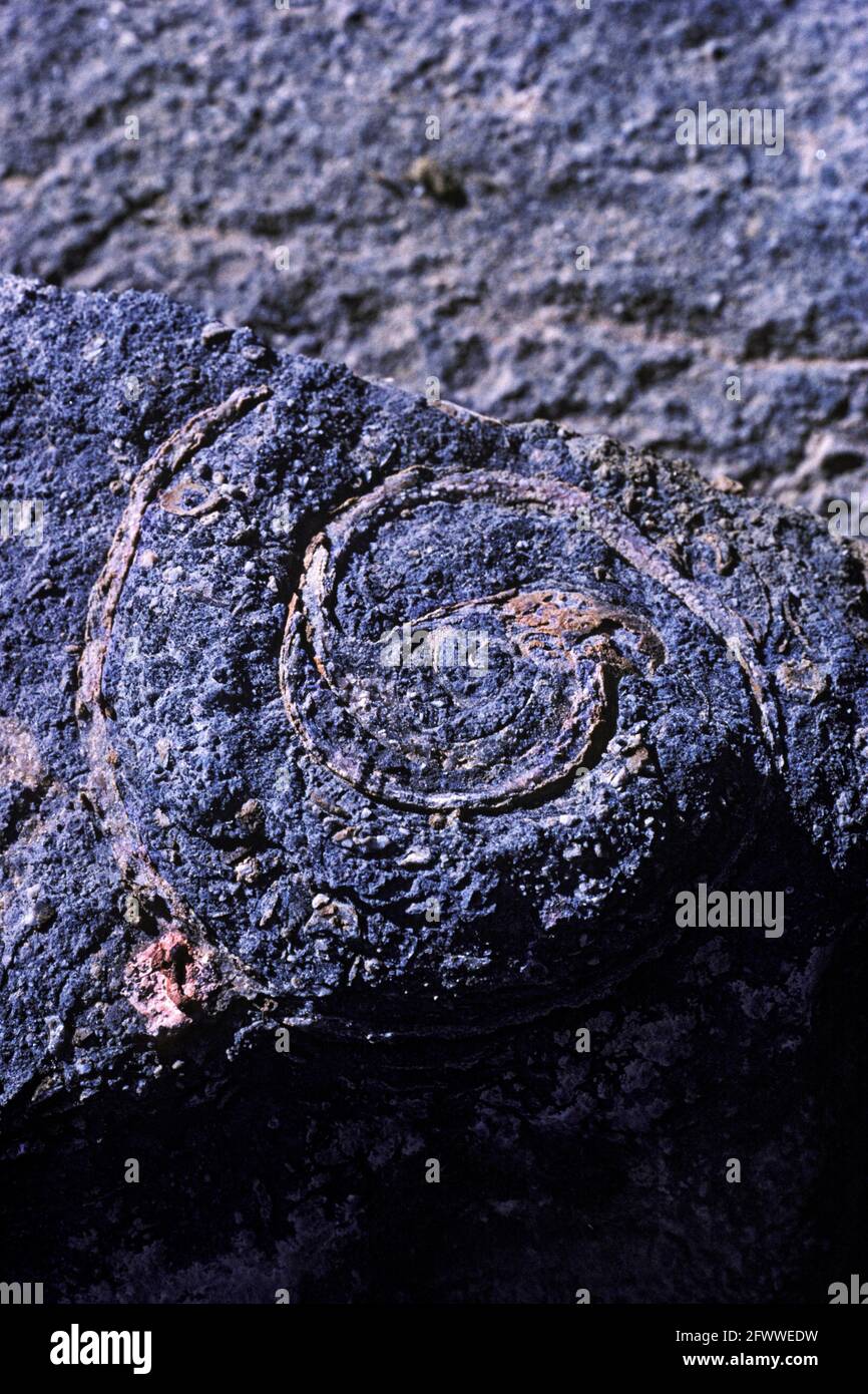 Limestone fossils california hires stock photography and images Alamy