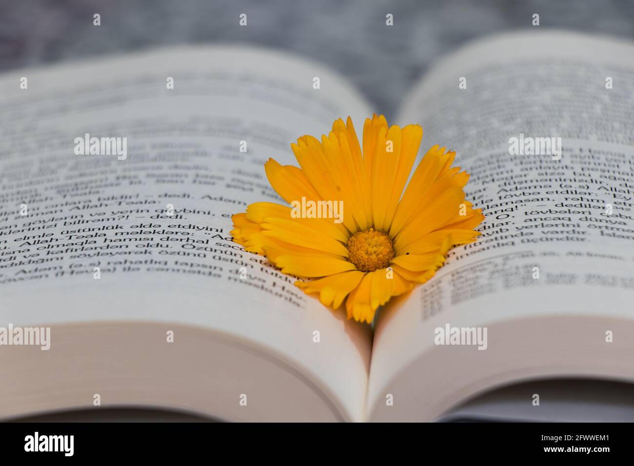 The concept of summer reading, romantic sentimental literature. Daisy ...