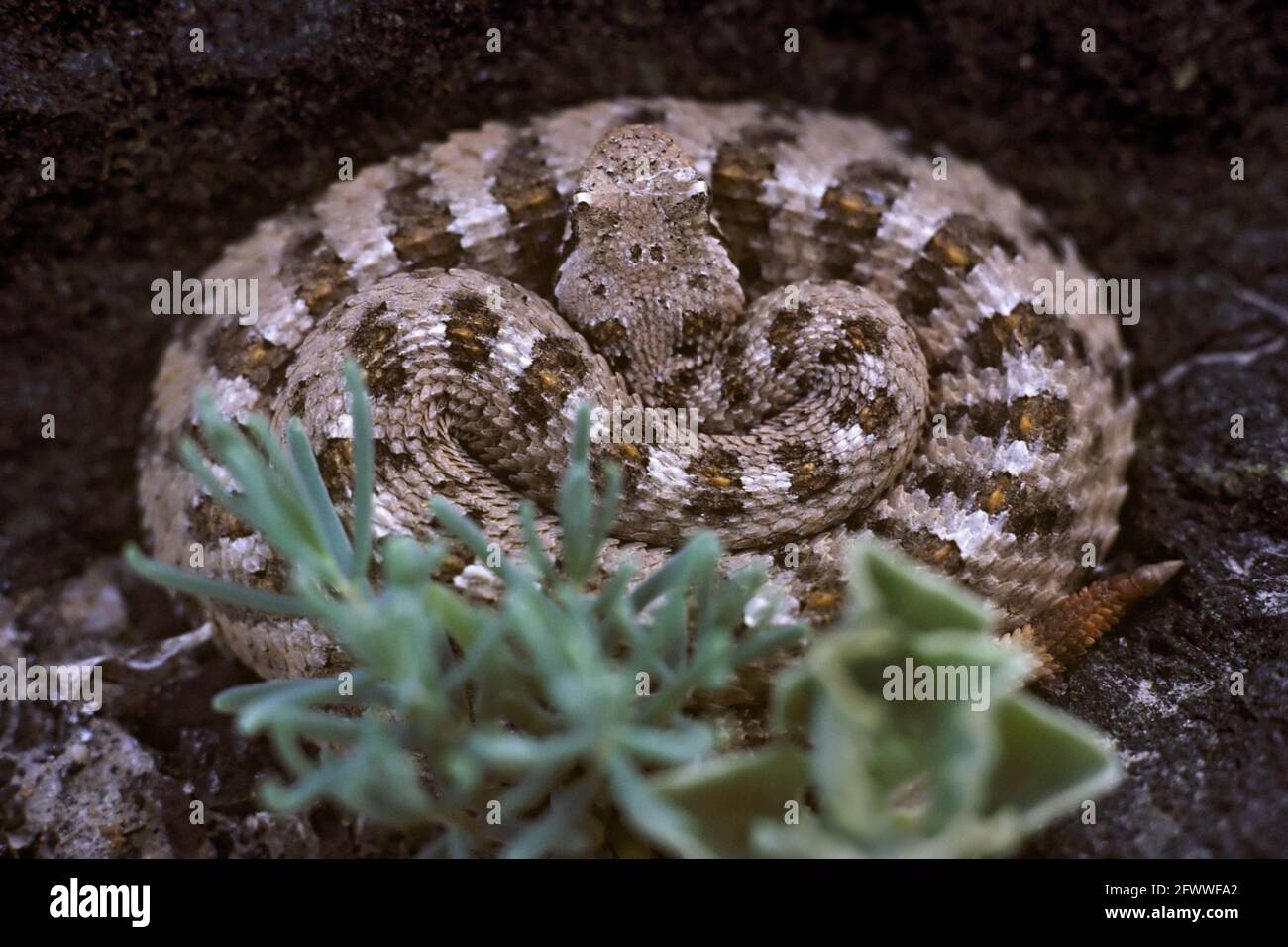 A sleeping sidewinder (Crotalus cerastes) rattlesnake; in Death Valley; California. Curled for the night in on a warm lava bed; he won't be up until the sun brings his blood temperature up to operating range.  Only at this hour would one dare presume to approach this close. Stock Photo