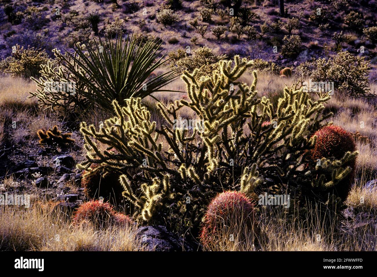 ipuro california cactus South American Saguaro 12