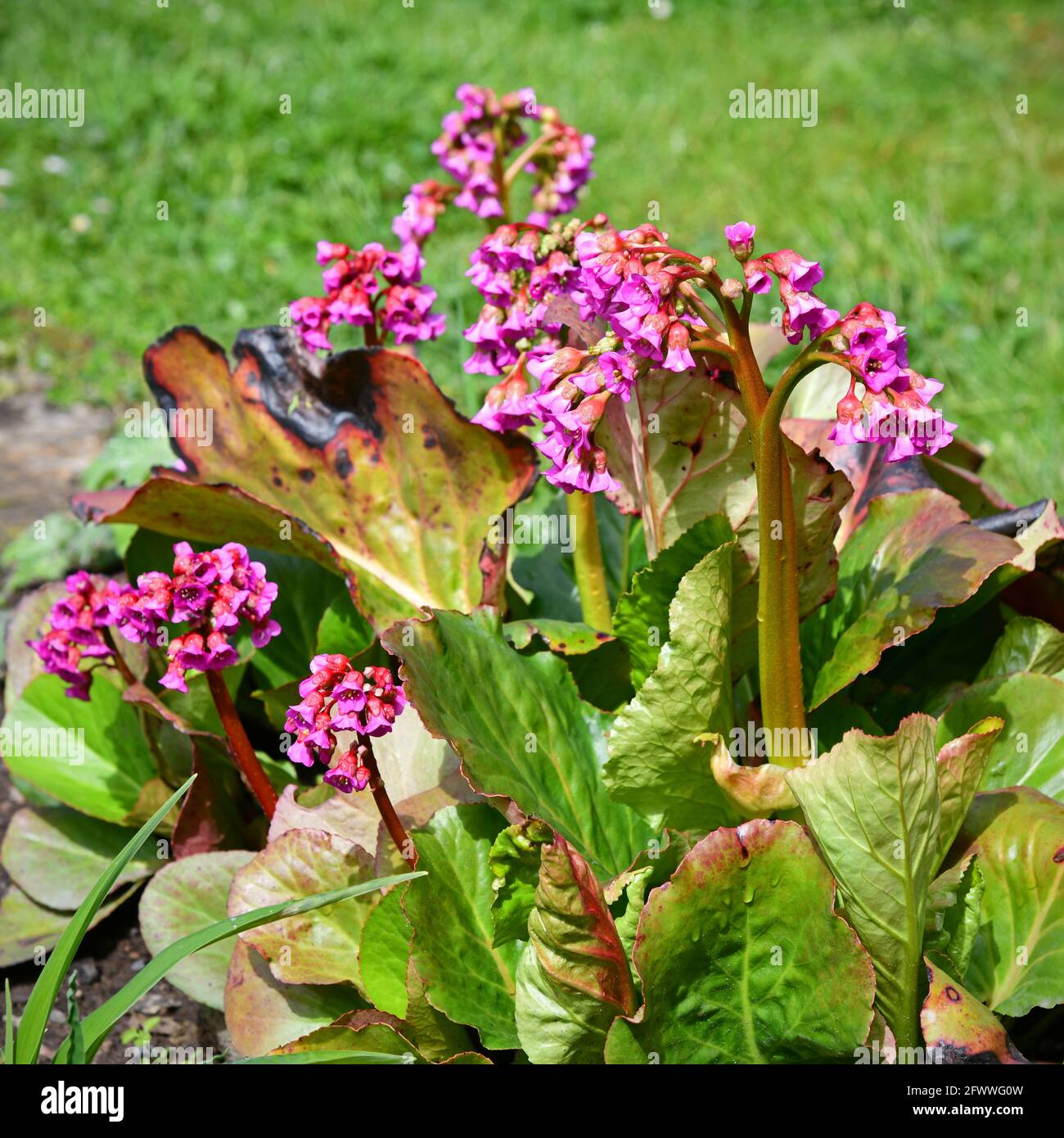 pink flowering bergenias in the garden Stock Photo