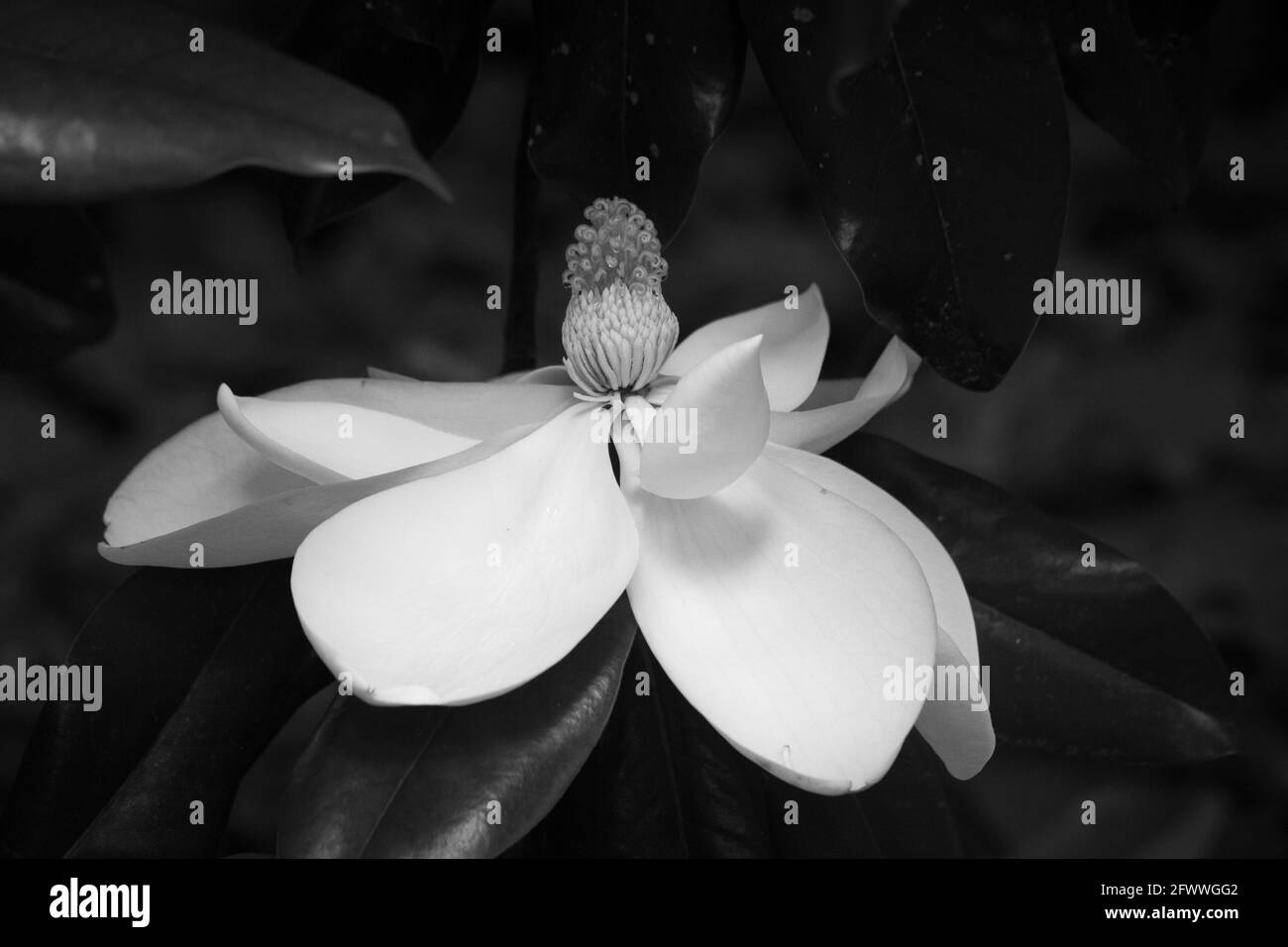 Magnolia Tree Bloom in Black and White Stock Photo