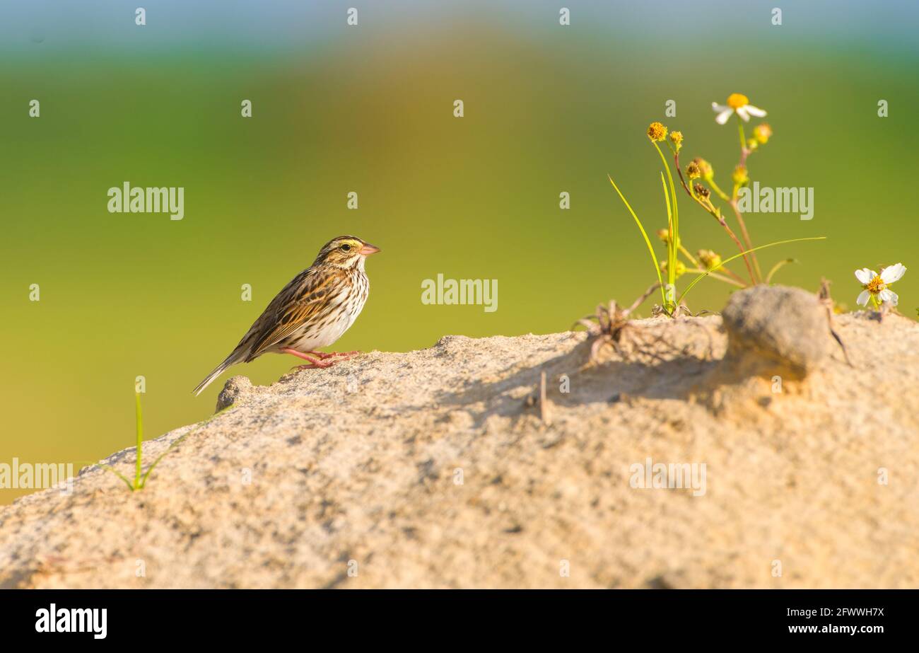 Savannah sparrow (Passerculus sandwichensis) on a sand dune with