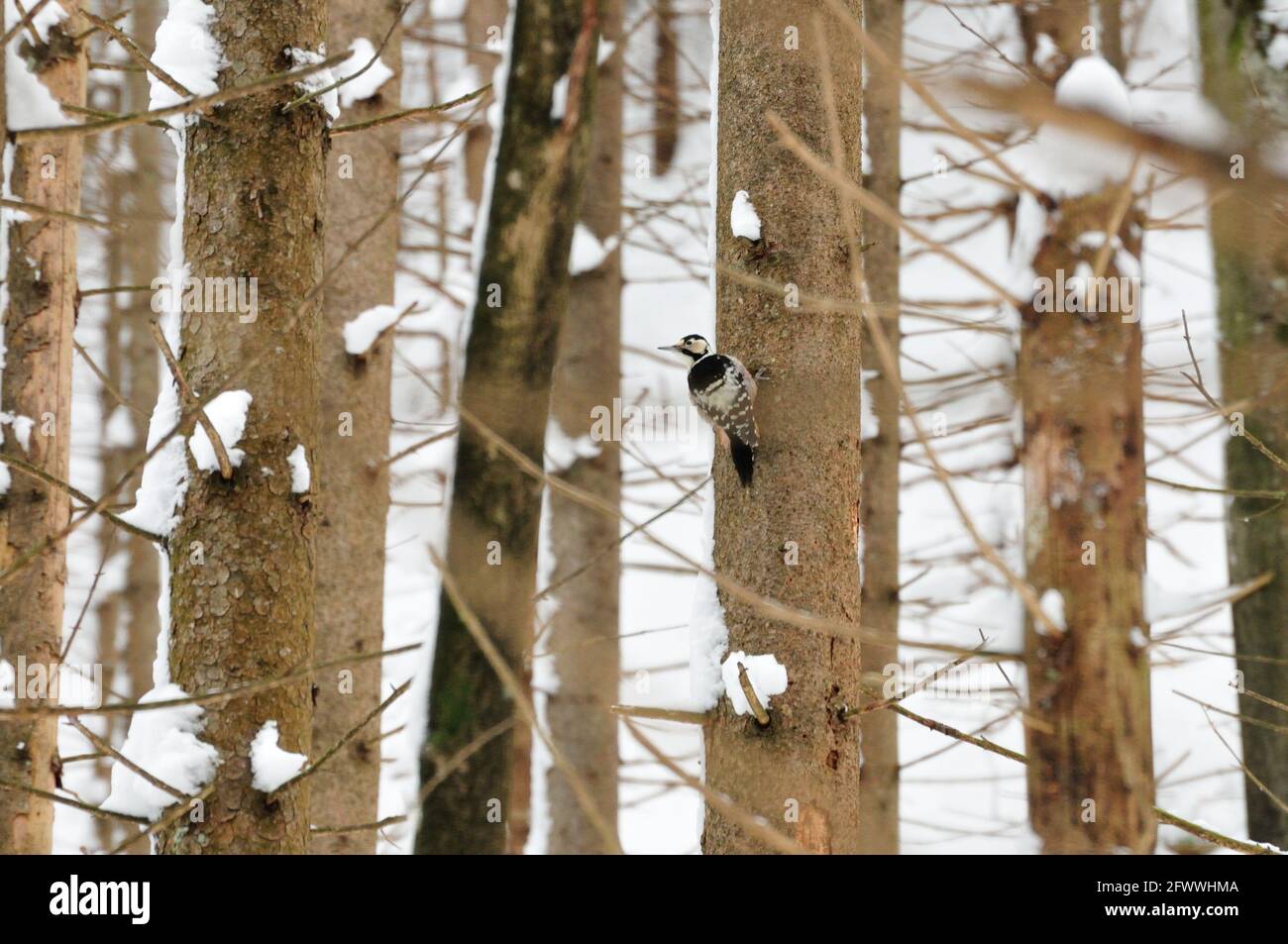 White-backed woodpecker (Dendrocopos leucotos) Stock Photo
