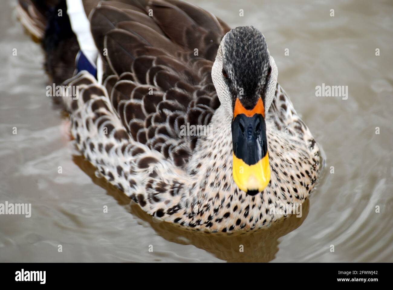 Duck beak with colours Stock Photo