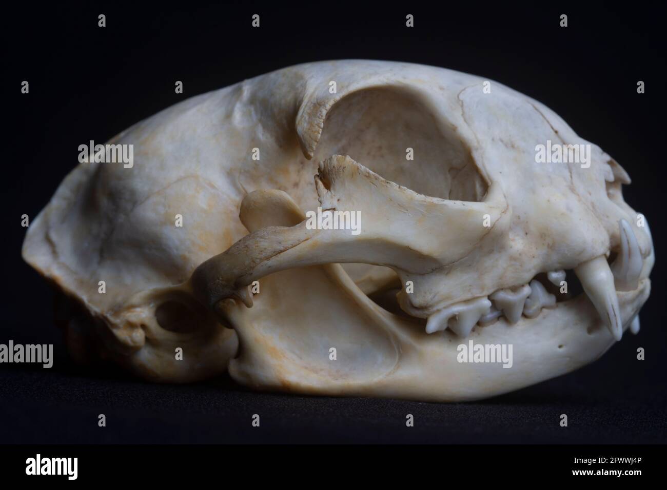 Cougar skull with black background Stock Photo