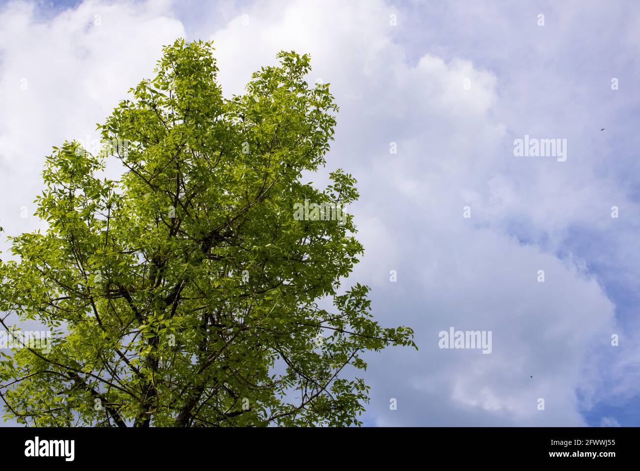 Blue sky background with clouds in sunlight and tree Stock Photo - Alamy