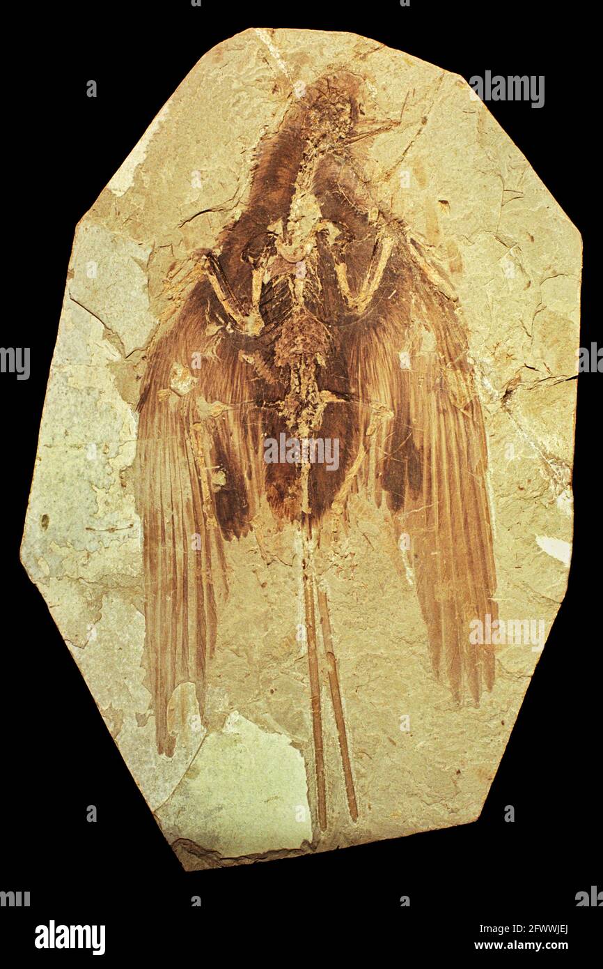 An unidentified Mesozoic fossil found in China; with traits resembling both birds and dinosaurs. Feathers are rarely preserved to this extent. From the exhibit:  Feathered Dinosaurs at the San Diego Natural History Museum. Stock Photo