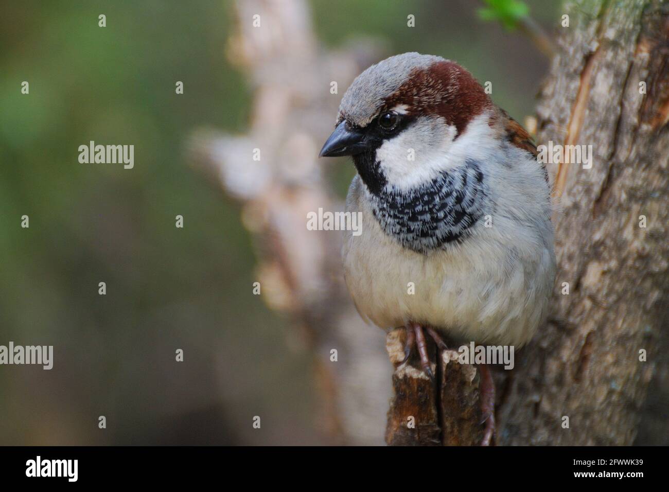 House sparrow (Passer domesticus) close-up photo Stock Photo