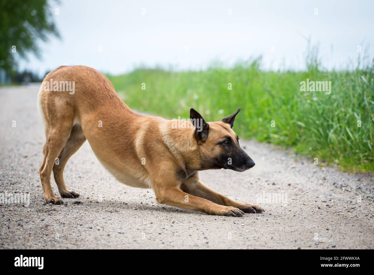 Belgian Shepherd Dog (Malinois) doing tricks Stock Photo