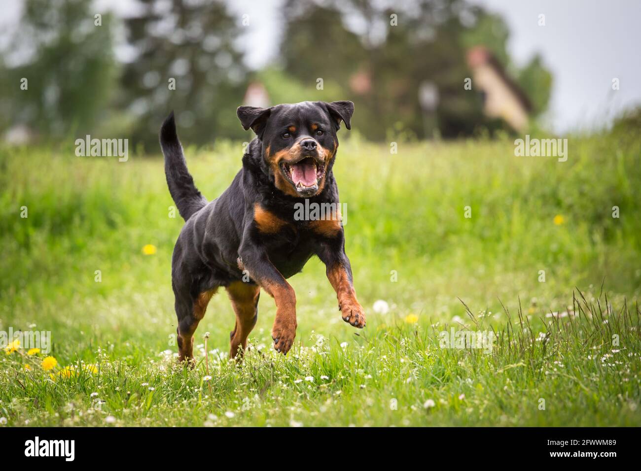Rottweiler running Stock Photo Alamy