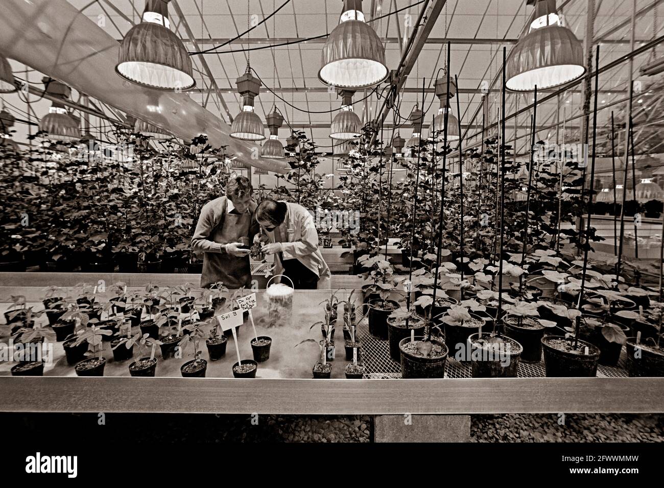 Research Greenhouse with Researchers Stock Photo Alamy