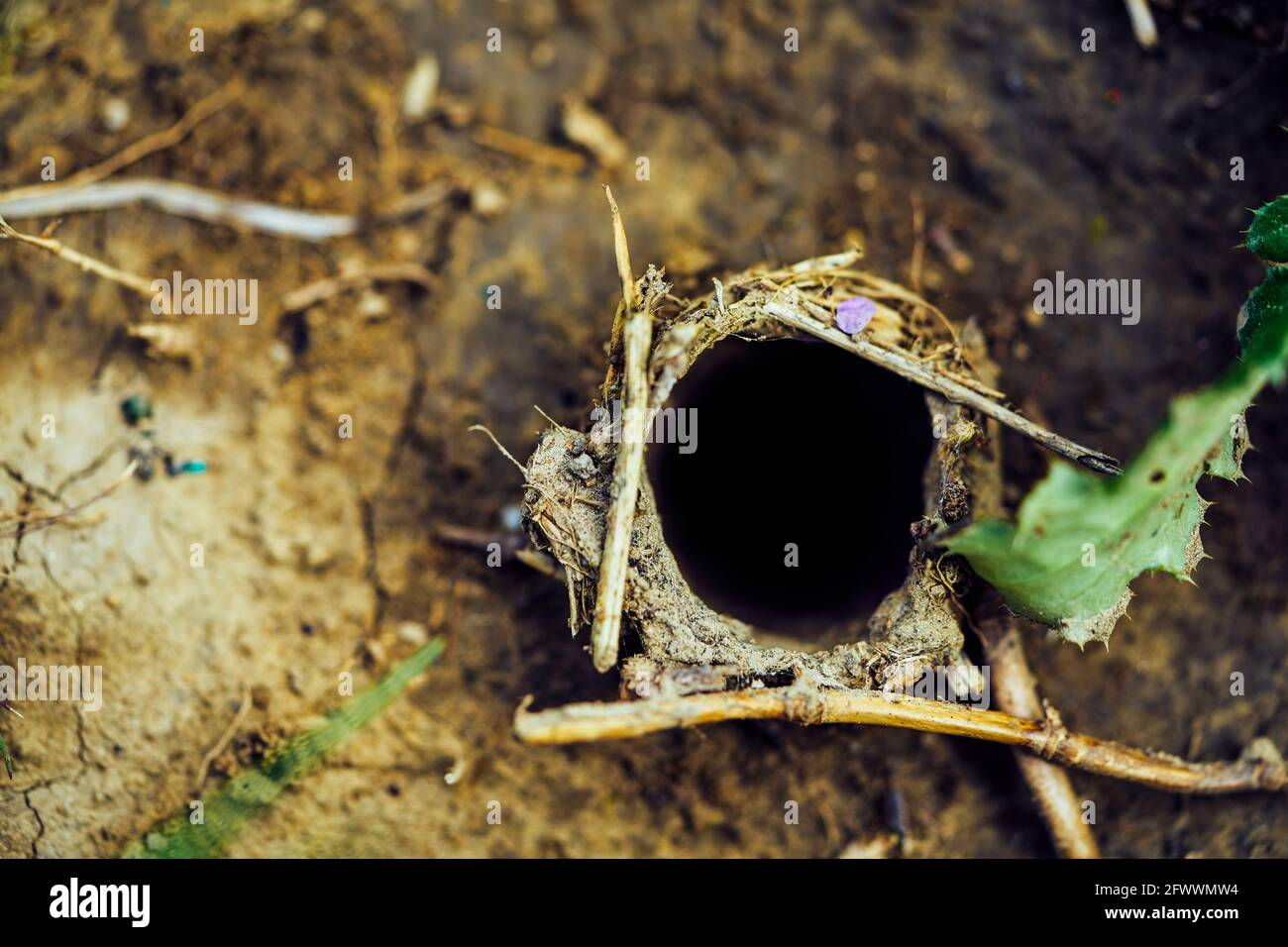 Top view of a tarantula spider burrow in the ground Stock Photo Alamy