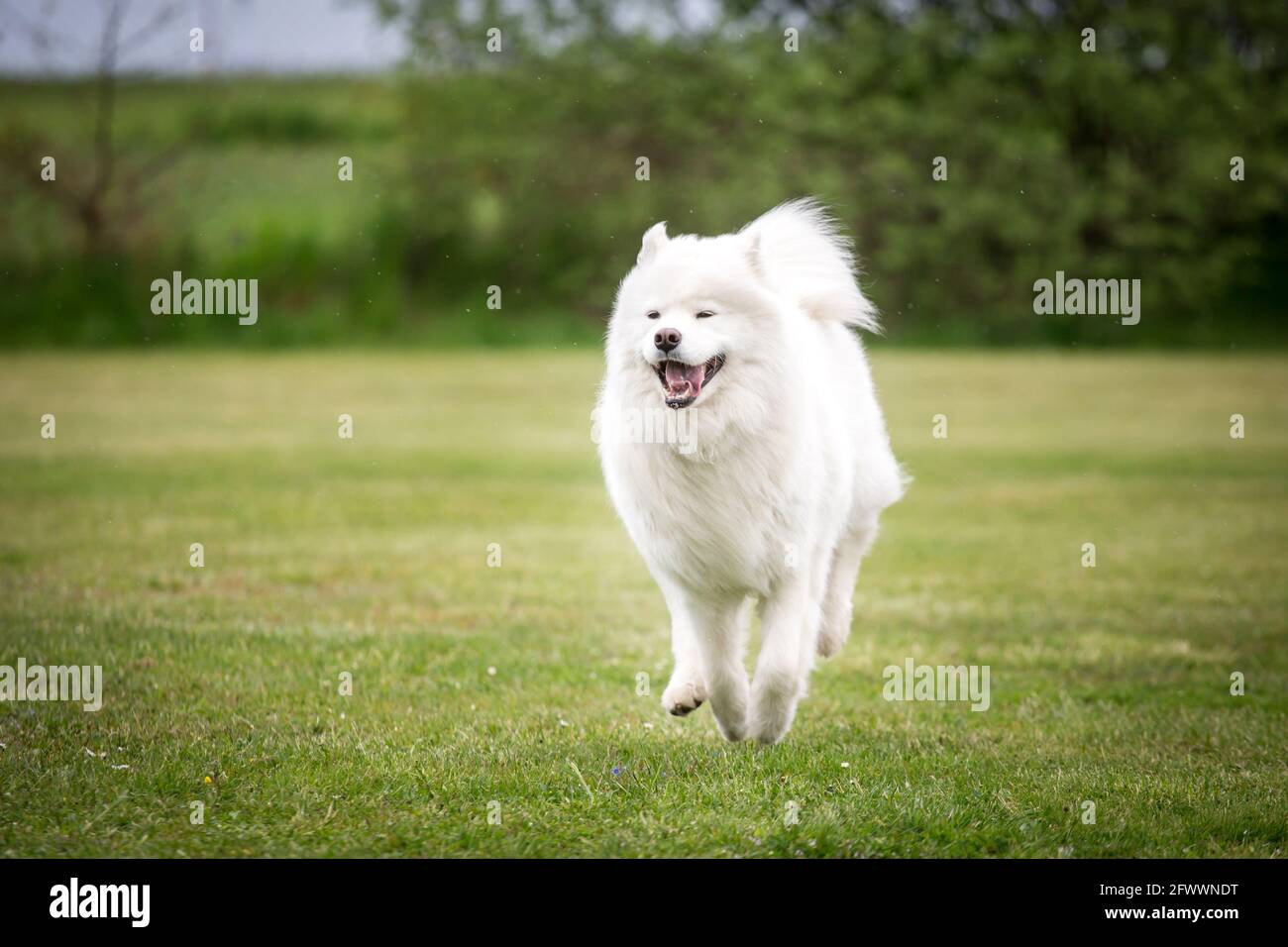Samoyed running sale