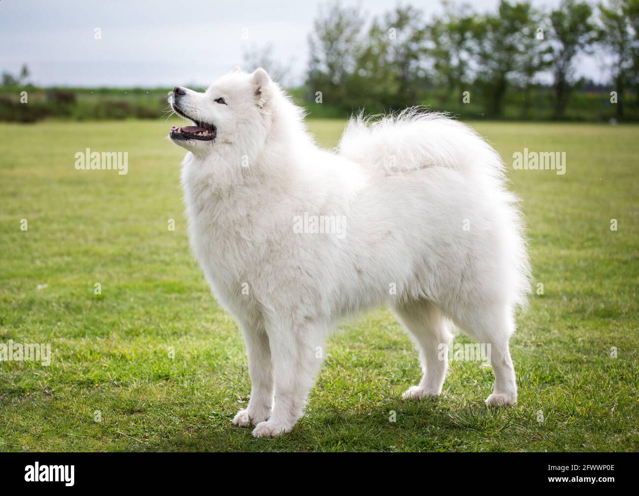 Samoyed hi-res stock photography and images - Alamy