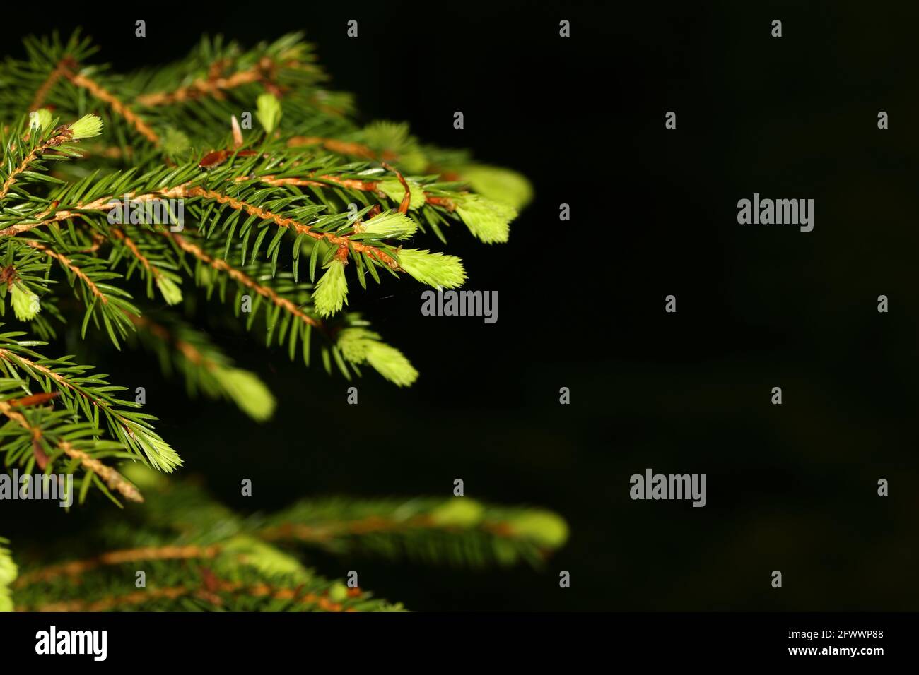 close up of coniferous twigs Stock Photo