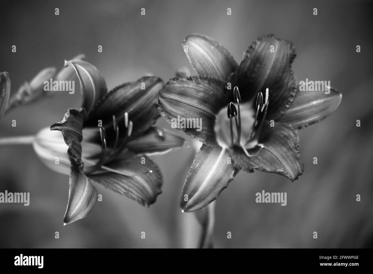 Open lily Black and White Stock Photos & Images - Alamy