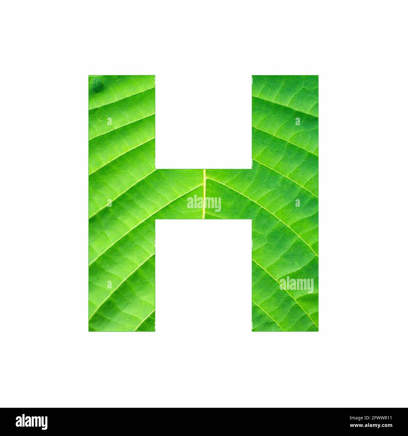 Uppercase Alphabet Letter H - Tropical green leaf texture Stock Photo