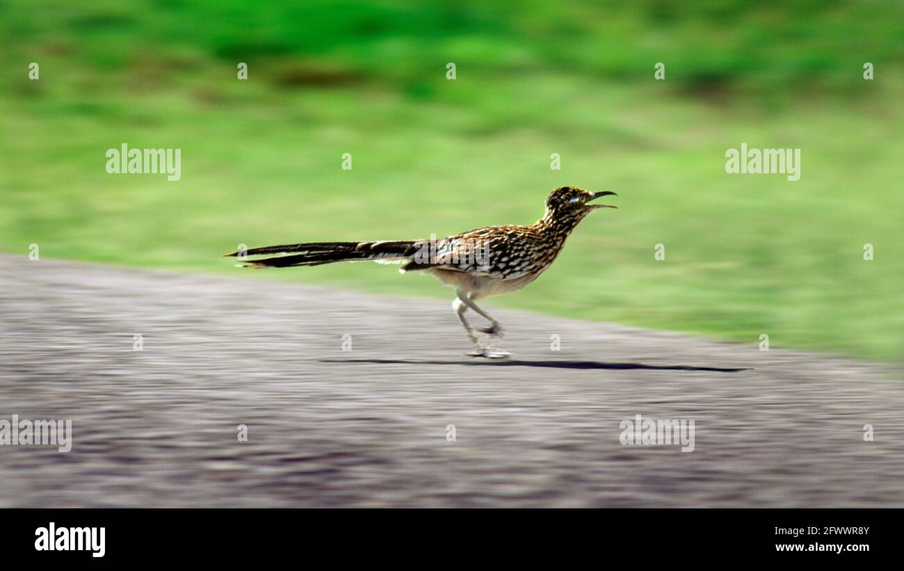 Road Runner and Road Stock Photo
