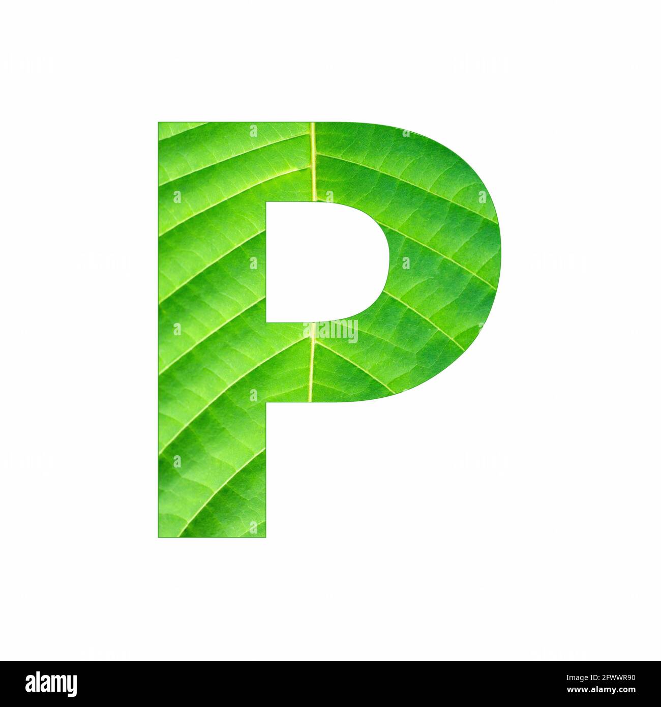Alphabet Letter P - Green leaf plant background Stock Photo