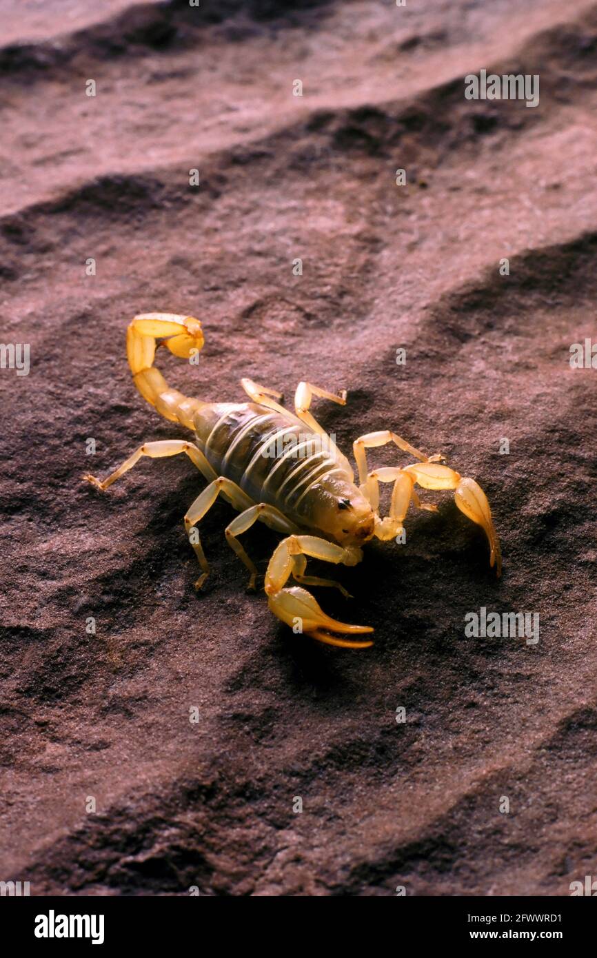 Scorpion with  Sandstone Waves Stock Photo