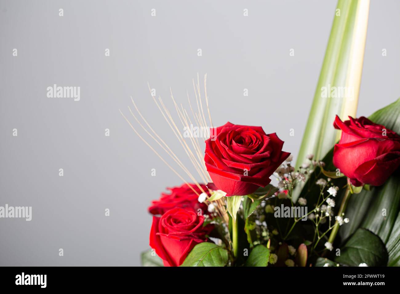 Grey Red Roses Grey background of red roses hi-res stock photography and images - Alamy