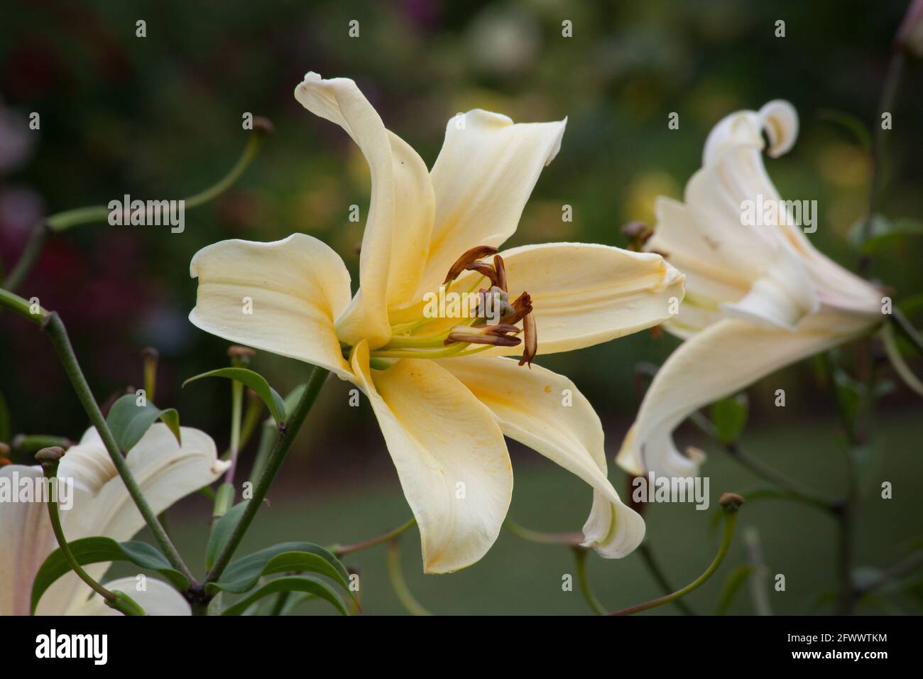 Lily in the sunshine Stock Photo - Alamy