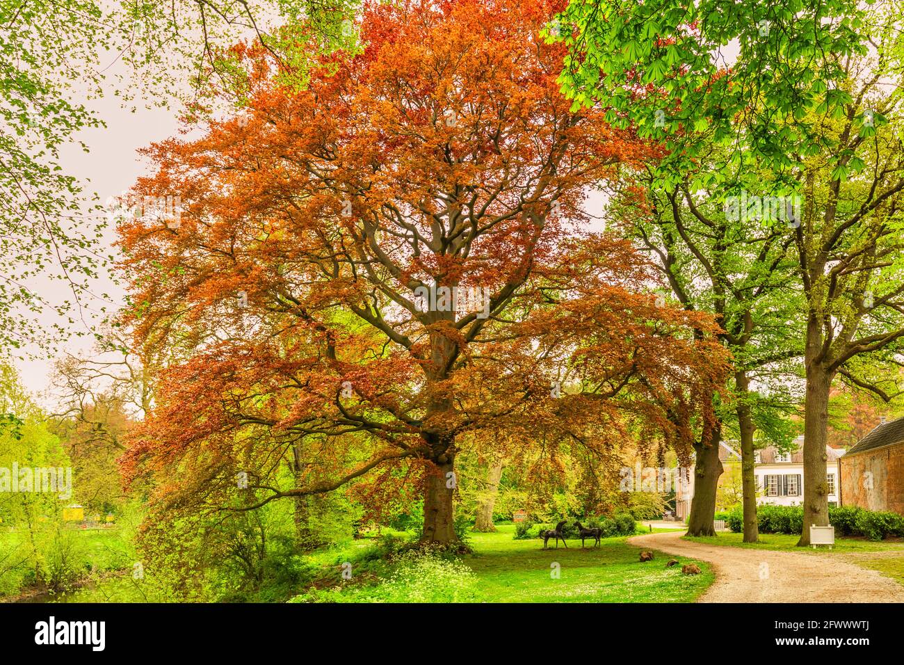 Red Beech Monumental Red Beech, Fagus sylvatica, at Landgoed Heerlijkheid ...