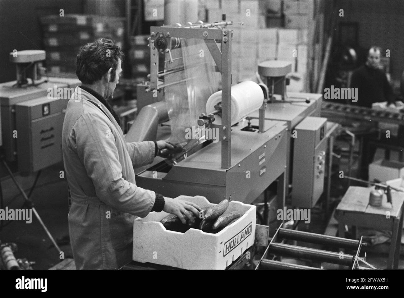 Assignment Van Hulsen in the Westland, November 10, 1970, The Netherlands, 20th century press agency photo, news to remember, documentary, historic photography 1945-1990, visual stories, human history of the Twentieth Century, capturing moments in time Stock Photo