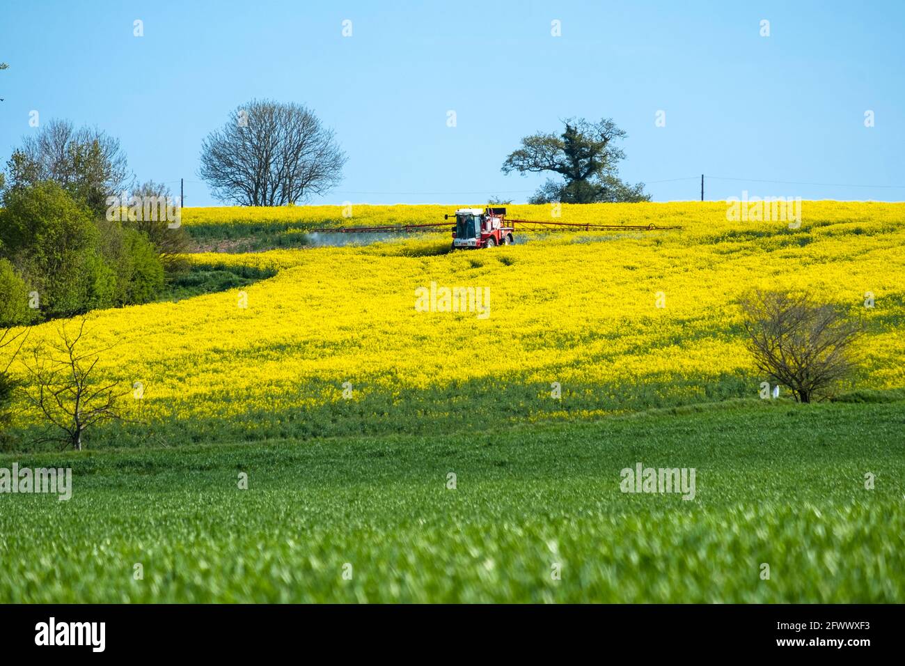 Crop spraying a rapeseed field. Suffolk, UK. Stock Photo