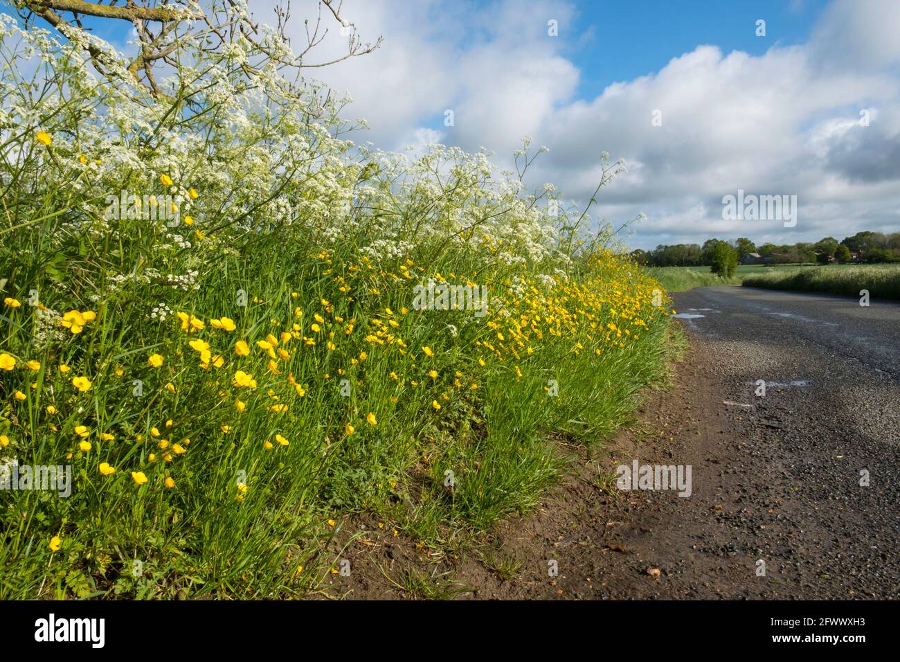 Buttercups and cow parsley wild flowers growing on a roadside verge. A country road in Suffolk, UK. Stock Photo