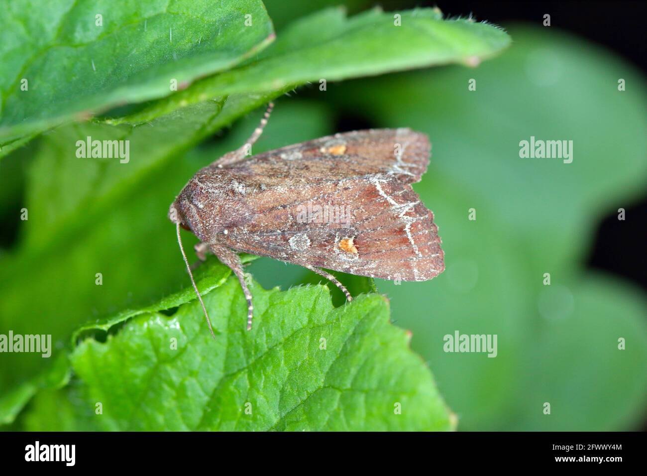 Moth of the bright-line brown-eye (Lacanobia oleracea). It is a pest of many types of crops, including tomatoes Stock Photo