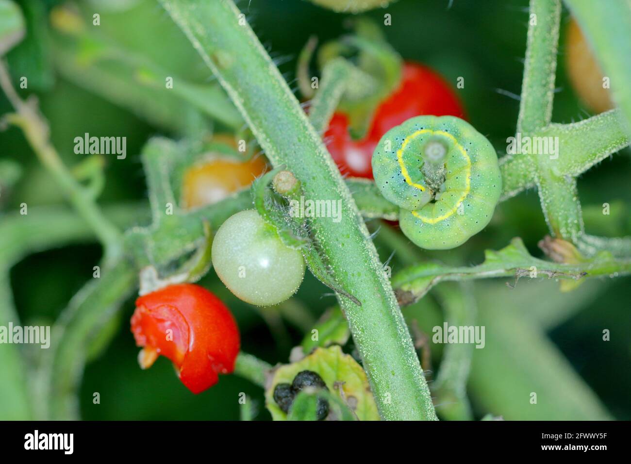 CaterpillarThe bright-line brown-eye (Lacanobia oleracea). It is a pest of many types of crops, including tomatoes. An insect on a damaged tomato. Stock Photo