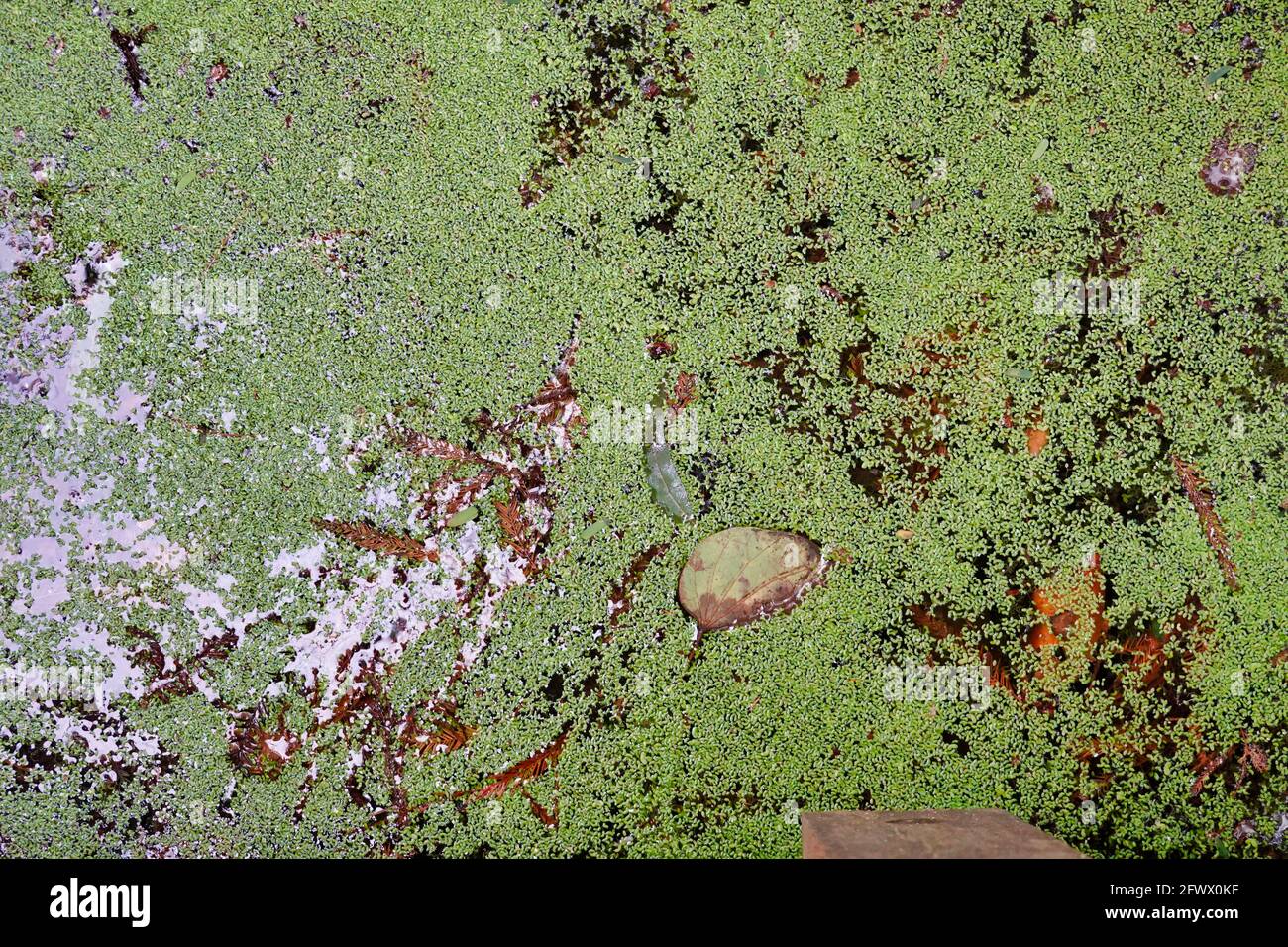 Top view of duckweeds on a water surface Stock Photo