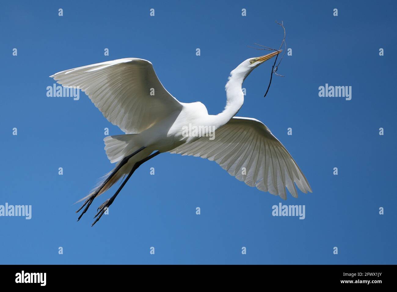 Great White Egret (Ardea alba) flying while carring a stick for its nest. Stock Photo