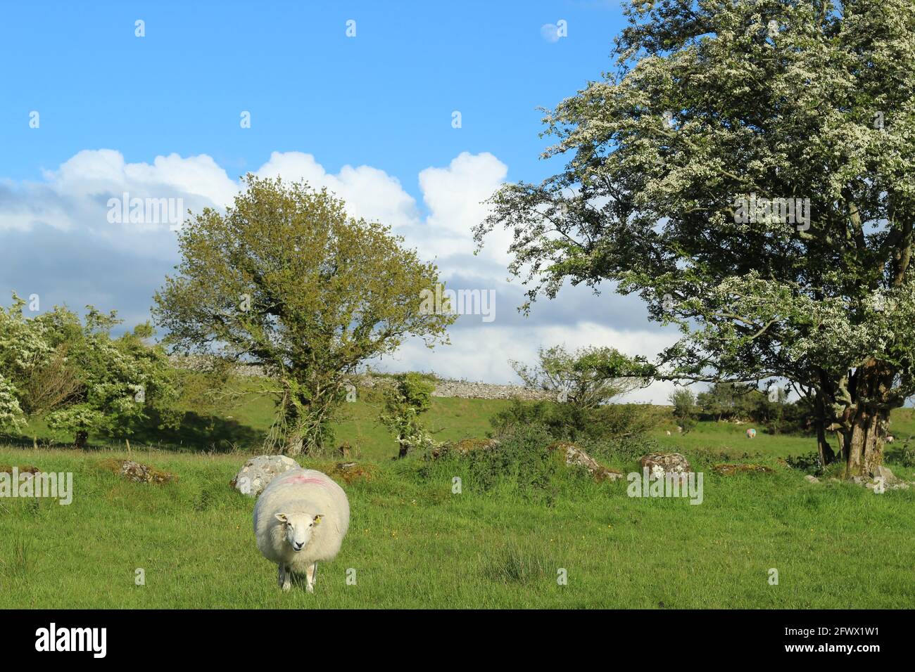 The Pastvre  MooCovv's pasture