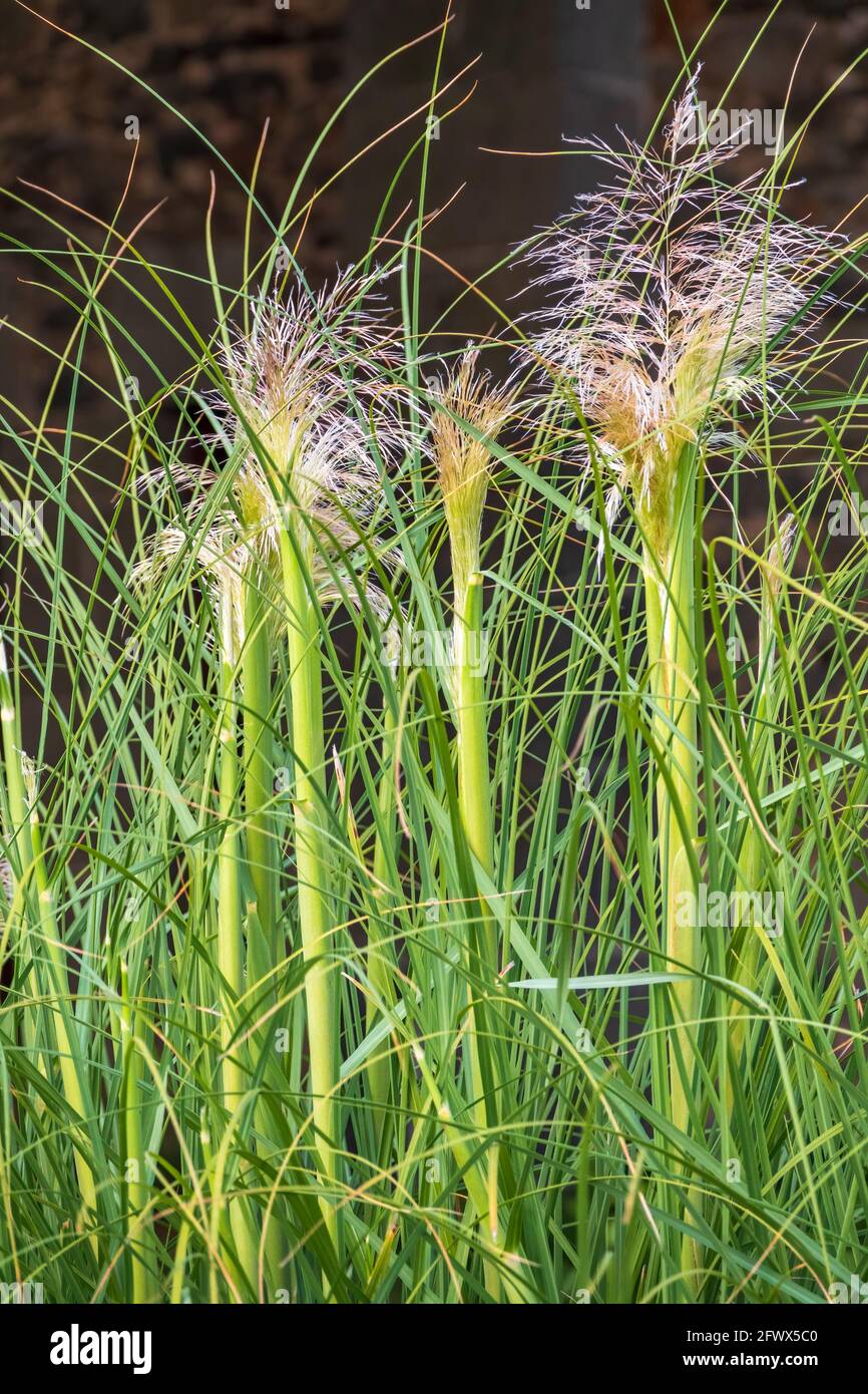 Green and yellow autumn fluffy feather grass with seeds on curved stems in light wind. Slightly blurred close up with selective focus. Hello autumn co Stock Photo