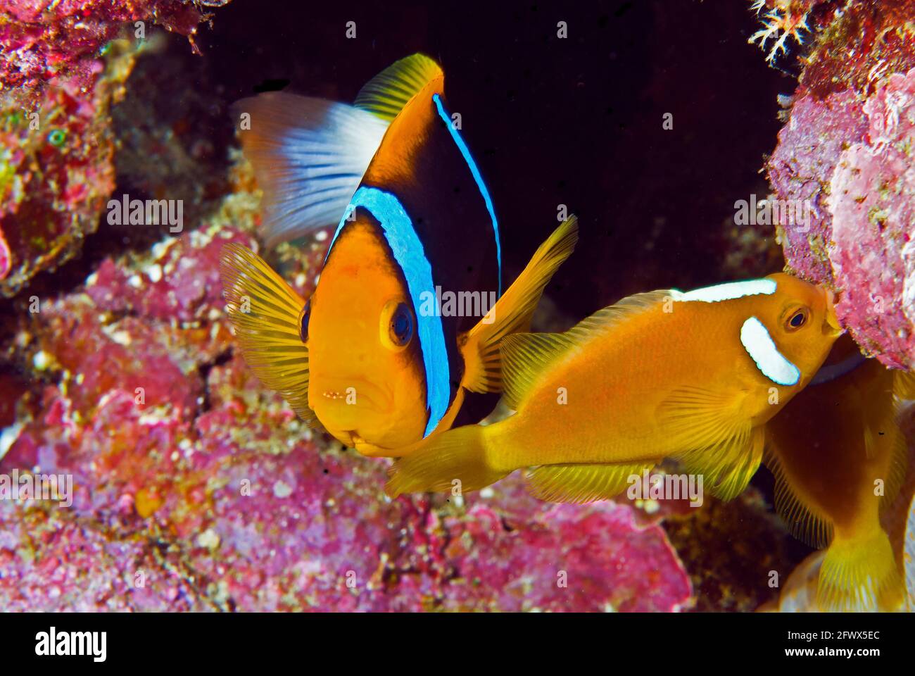 Orange anemonefish (Amphiprion chrysopterus) and smaller white-bonnet anemonefish (Amphiprion leucokranos),  Solomon Islands Stock Photo