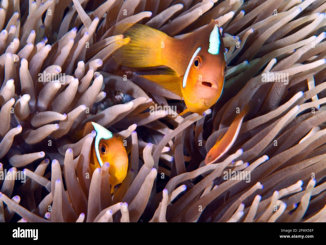 Trio of white-bonnet anemone fishes (Amphiprion  leucokranos) on their anemone home, Solomon Islands Stock Photo
